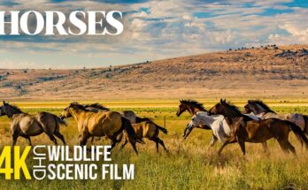 Freedom in Motion – Wild Horses of Nature | Relaxing 4K Animal Film