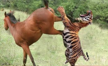 Lion’s Failed Horse Hunt — Caught on Camera