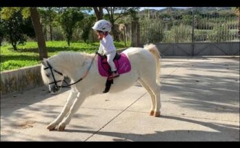 Adorable Toddler Riding Her Pony – Sweetest Little Horse Rider