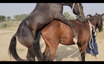 American Stallion Running Free — Majestic Horse in Nature
