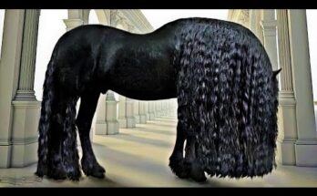 25 Most Beautiful Horses on Earth – Majestic Horse Breeds