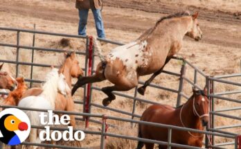Wild Horse Recognizes His Girlfriend After Years — Emotional Reunion