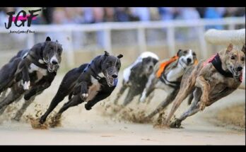 Includes the distance “480 m” which is a key specification viewers interested in greyhound racing will use.