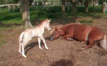 Tiny Foal: The Most Precious Baby Horse You’ll Ever See
