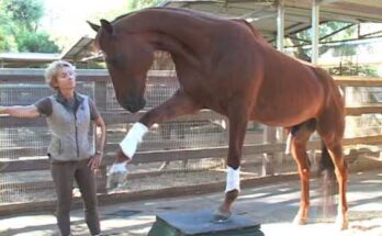 The World’s Smartest Horse: Incredible Equine Intelligence
