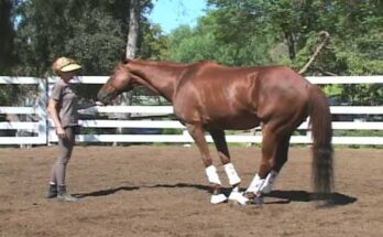 The World’s Smartest Horse: Incredible Equine Intelligence