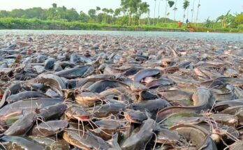 Ikan Lele Liar Pesta Pelet – Wild Catfish Feeding Frenzy!!