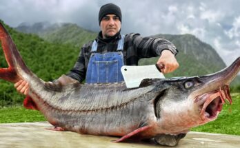 “Huge Fish Recipe – Fall in Love with the Taste of This Dish!”