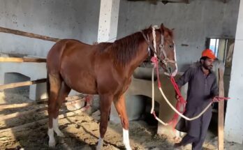 Wild American Stallion — Horse Running Free in Nature