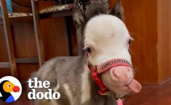 Tiny Horse at the Dinner Table – Adorable Story of the Smallest Horse in the World