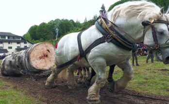 Falko – majster na pódiu naposledy | Cormaia, Bistrița‑Năsăud 25.5.2025