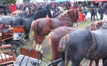 expoziție cai Valea Străjii” / “horse exhibition Valea Străjii