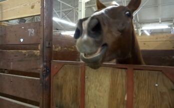 Hilarious Horses Compilation – Funny Horse Fails & Goofs