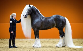25 Most Beautiful Horse Breeds on Earth – World’s Most Stunning Horses