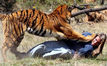Terrifying Bengal Tiger Attack: Trainer Dragged During Fair Show