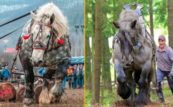 The Strongest Horses in the World: Mighty Draft Horses