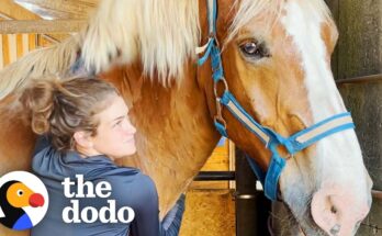 Abandoned Work Horse’s Joyful Reaction to Hoof Trimming