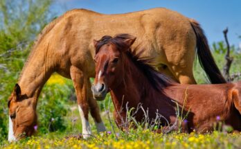 Freedom in Bloom – Arizona’s Salt River Wild Horses | 4K Relaxing Nature Film