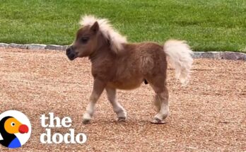 Tiny Horse, Big Love: When a Mini Hoof Meets Golden Paws