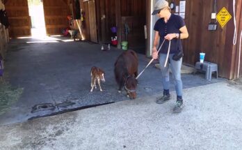 Tiny Miniature Horse Runs After Me — Part 2 (So Adorable!)