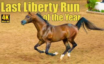 Front-loads the main keyword phrase “Arabian Horses Running Free” + “Scottsdale Arabian Horse Show” which people may search for.