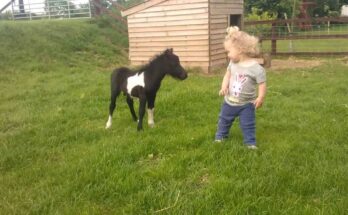 Tiny Shetland Pony Foal Bonds with Kids – Adorable First Moments