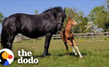 Abandoned Mare Adopts Orphaned Foal – A Mother’s Second Chance