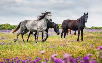 Wild Horses Running Free | 4K Peaceful Nature Video