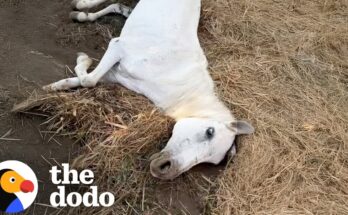 Rescued Old Horse Left to Die Now Living Her Golden Years