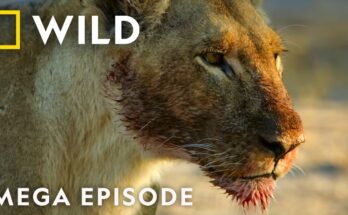 Sacrifice and Succession (Season 4) – Mega Episode | Nat Geo Animals