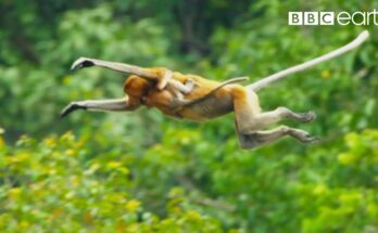 Proboscis Monkeys Crossing Crocodile-Infested River (Borneo Wildlife)