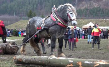 Adds context: that it’s a horse (“kôň”) and name of the owner (“Miroslav Šulava ml.”) which may help for niche searchers.