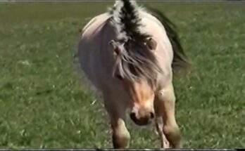 Discover the Beauty of Authentic Creativity | Freja Frida Sif YouTube Video