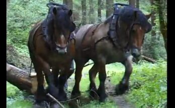Strong Belgian Draft Horses | Incredible Power Moving Heavy Logs