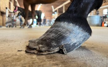 Neglected Hoof Restoration — From Pain to Relief