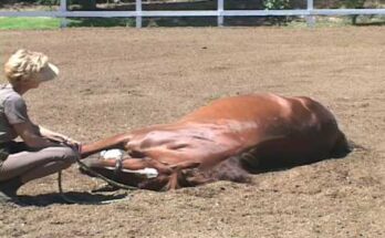 World’s Smartest Horse? Meet Lukas — Incredible Animal Intelligence 🐴