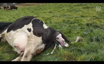 Pinoy Dairy Farmer New Zealand Calving Cow – Witness the Miracle of Birth!