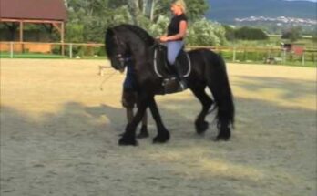 Incredible Stunt Horse Riding – Epic Horse Tricks & Equestrian Stunts