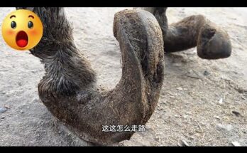 Rescue the Donkey That Was Sold! Its Hoof Length Is 1 Meter – Terrifying!