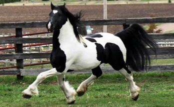 Majestic Pinto Friesian Stallion – Meet ORCA 🐎