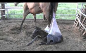 Copy of Josie-Joey | Creative & Thoughtful YouTube Experience 🎨