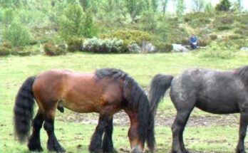 Hingste Slipp i Tronhus – Majestic Stallions Running Free