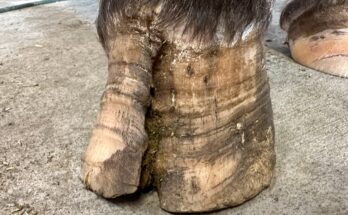 WORST HOOF CRACK — Extreme Hoof Restoration & Full Repair