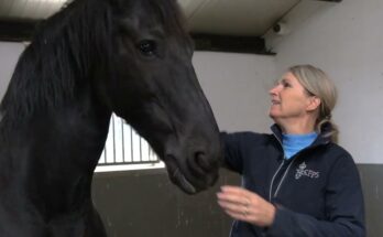 Mini-documentaire Tussen Mens en Paard | De Prachtige Band Tussen Mens en Paard 🐴💛