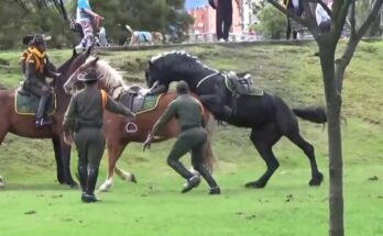 Hermoso caballo pierde el control | Friesian horse loose in park | Caballo Negro