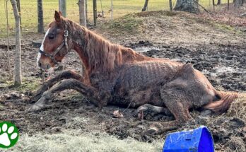 Defeated Horse Goes Through Incredible Transformation | A Story of Hope and Healing