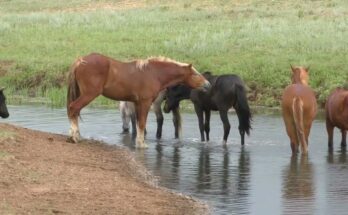 Herd of Horses Crossing the River