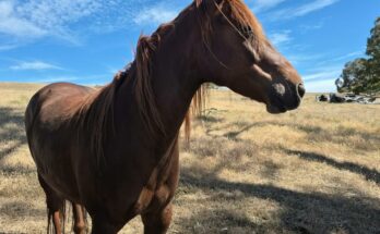Wild Horses: The Brumbies of the Hoofs Sanctuary in Harrow, Victoria