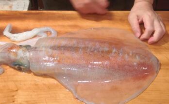 Filletary Squid & Boiled, Fried, or Grilled Squid Legs — Yamato Cuisine Special
