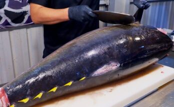 How to Cut Yellowfin Tuna Like a Pro — Sharpest Tuna Knife & Sashimi Skills